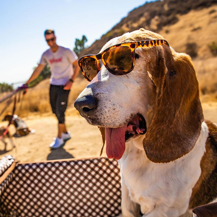 Goodr "Bosley's Basset Hound Dreams'